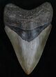 Quality Megalodon Tooth - River Find #6382-1